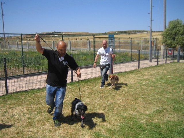 17th National Breed Show